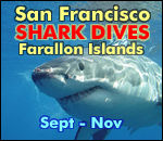 San Francisco Shark Dives, Farallon Islands, September through December