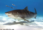 Shark Diving Adventures in California, Bahamas, Isla Guadalupe & South Africa