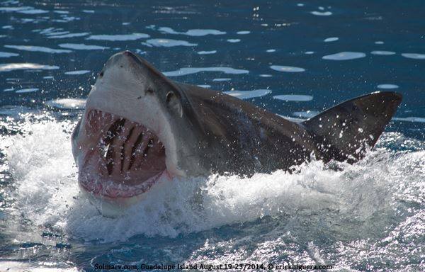 See big white
sharks in Mexico with Incredible Adventures