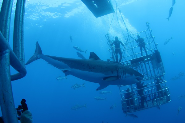Incredible
Adventures Shark Dives and More in the Siesta Sand Publication