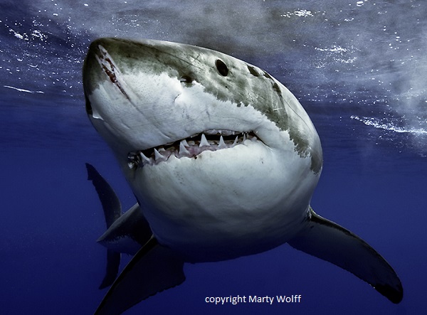Great White Shark Diving with Incredible
Adventures