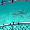 Cage Diving with Sharks