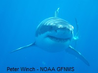 Shark Photo by Peter Winch NOAA Greater Farallones
National Marine Sanctuary