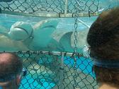 Dive with tiger sharks in an Incredible Adventures shark cage