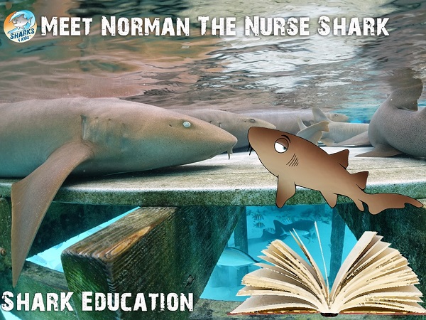 Sharks4Kids Raising Money for Children's Book