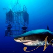 Dive
Isla Guadalupe with Nautilus Explorer and Incredible Adventures