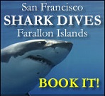 Book a great white shark dive in San Francisco