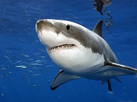 Great White Shark photo copyright Eric Hanuer