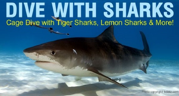 Shark Diving in the Bahamas with
Incredible Adventures