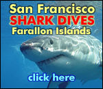 Dive with Sharks September thru November