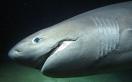 See Six Gill Sharks in Roatan