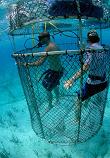 Cage Dive with Incredible Adventures