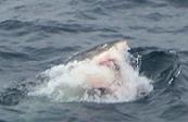 Great White Sharks off the Farallon Islands