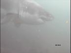 Dive with Great Whites like this one