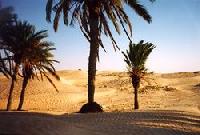 Beaautiful and exotic oasis in the Tunisian Sahara