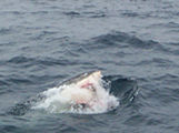 Shark in the ocean off the Farallons