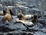 Group of Seals on Maintop