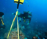 Coral research & reef preservation