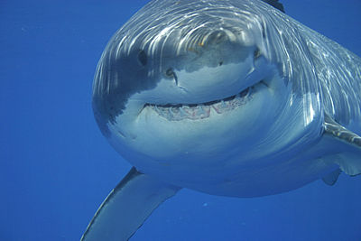 Shark pictures