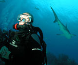 Shark Diving with Rebreather