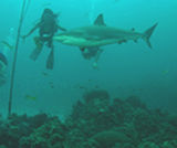 Cage-free shark diving
