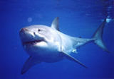 shark001s.jpg