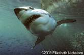 Incredible Shark Diving Adventures