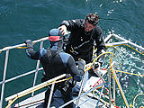 Tim Taylor prepares to enter the shark diving cage