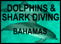 Dolphins & Shark Diving Bahamas