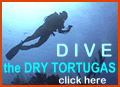 Dive the Dry Tortugas