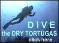 Dive the Dry Tortugas