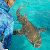 Dive with Incredible Adventures and Tiger Sharks
