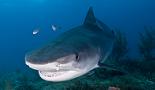 Shark Diving at Tiger Beach with Incredible Adventures, photo copyright 
Matt Potenski