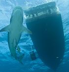 See big sharks on our Bahamas Tiger Shark Adventure.