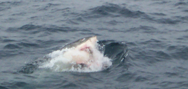 Hammerhead Sharks Bimini Island