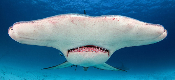 Hammerhead Shark, Bimini