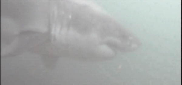 San Francisco shark dives on sale now
