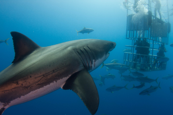 Dive with sharks in Isla Guadalupe Mexico