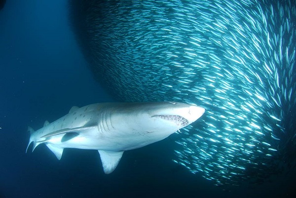 Dive with sharks, dolphins and whales during the annual Sardine Run in South Africa