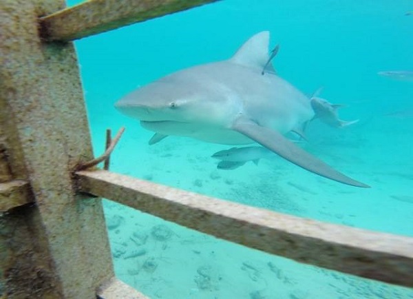 Shark cage diving Bimini Bahamas