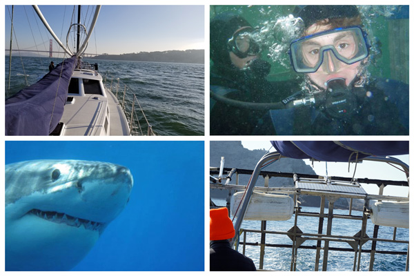 Shark cage diving with great white sharks in the Farallones