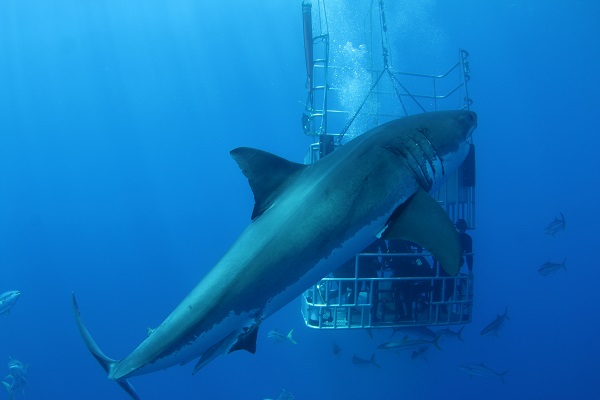 Shark cage diving Isla Guadalupe Mexico