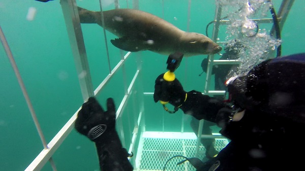 Baby seal joins divers in Shark Cage