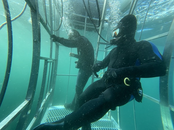 2 divers in a shark cage