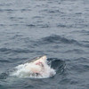 Dive with Great White Sharks