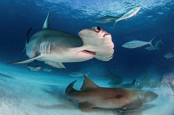 Incredible Adventures offers shark dives in Bimini and Beyond