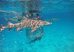 Dive with Tiger Sharks, Lemon Sharks and Reef 
Sharks in the Bahamas with Incredible Adventures
