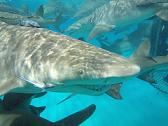 Dive with Great White Sharks, Tiger Sharks, Lemon 
Sharks and Reef Sharks