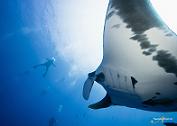 Dive with Giant Mantas in Mexico