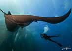 Dive with Manta Rays and Incredible Adventures
